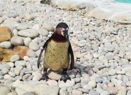 London Zoo penguin