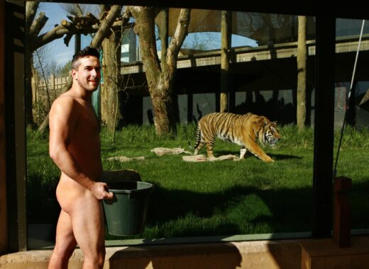 ZSL Streak for Tigers 2