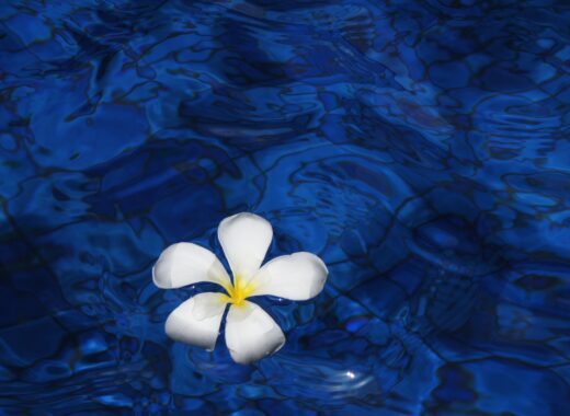 Qi Wellness Treatment