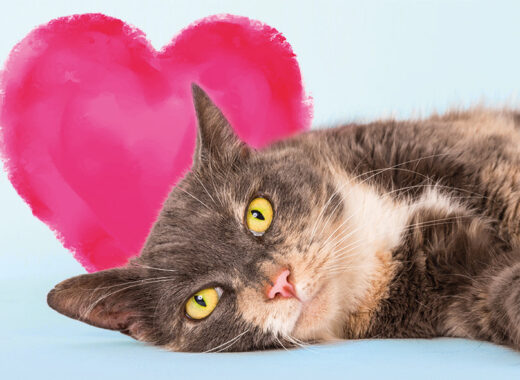 Valentine's Battersea Cat Home